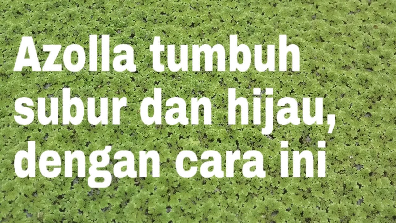 Azolla tumbuh subur dan hijau dengan cara ini
