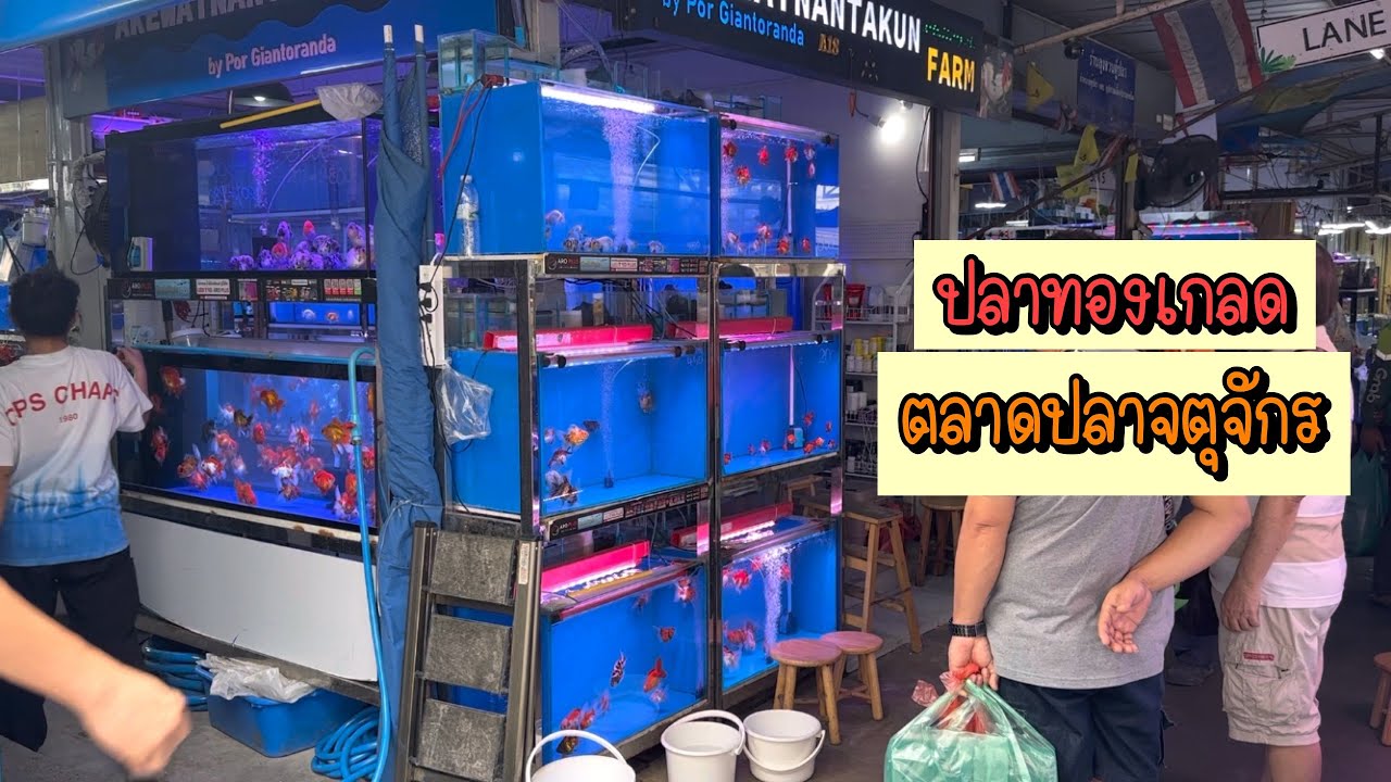 Zing’s Day l ร้านปลาทองเกลดตลาดปลาจตุจักร
