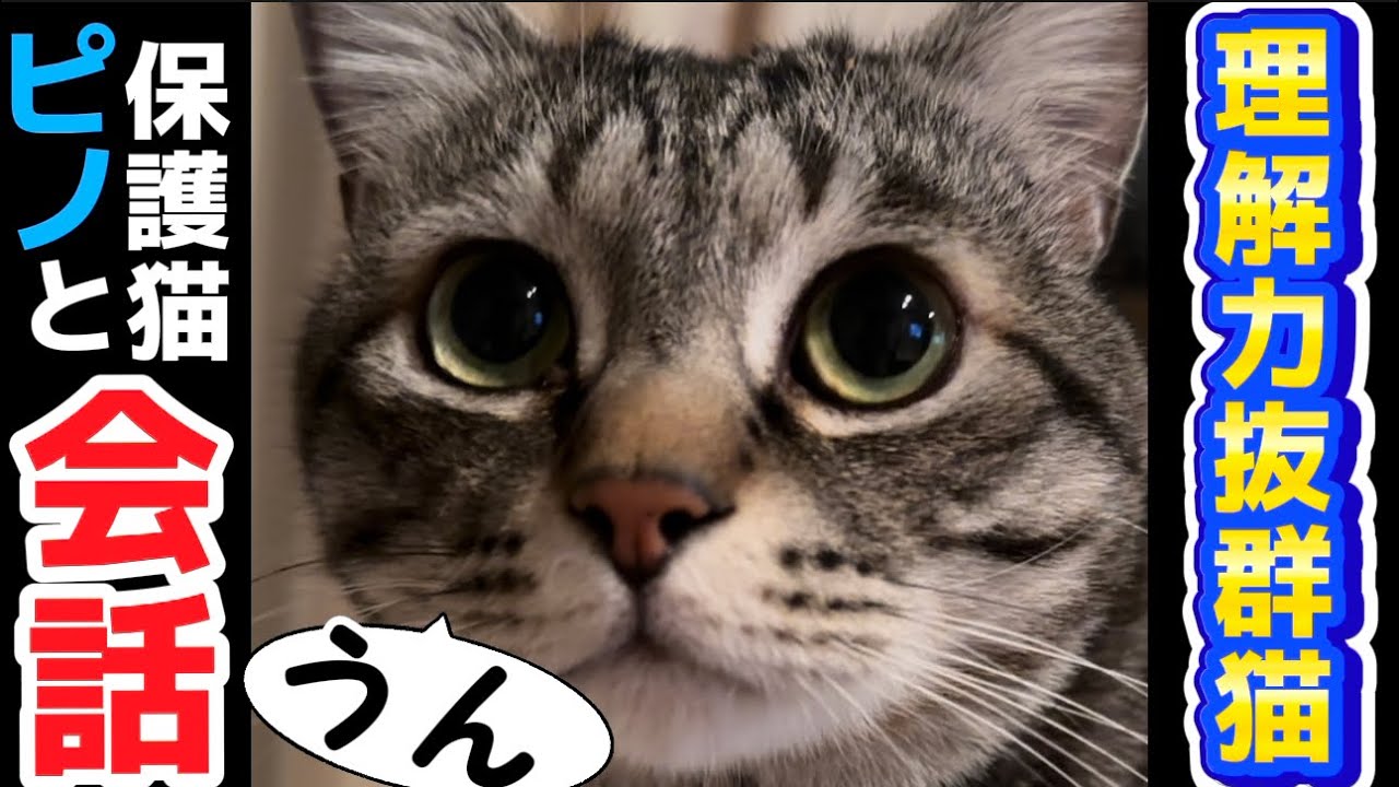 【保護猫ピノ】深夜にお喋り！ママの言葉を理解して行動😳😻#猫 #保護猫
