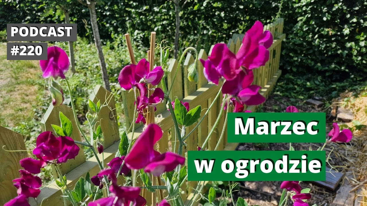 220. Marzec na rabacie ozdobnej