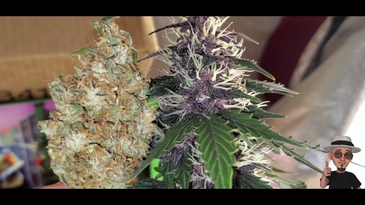 Creating a NEW STRAIN of Marijuana,  ( Purple Princess 👑 ) Tv420 📺