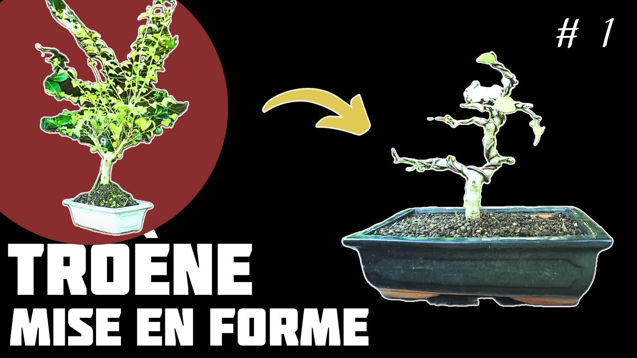 TROÈNE de CHINE Bonsaï LIGUSTRUM. Épisode 1 🌱 NEJIKAN BONSAI 🌱