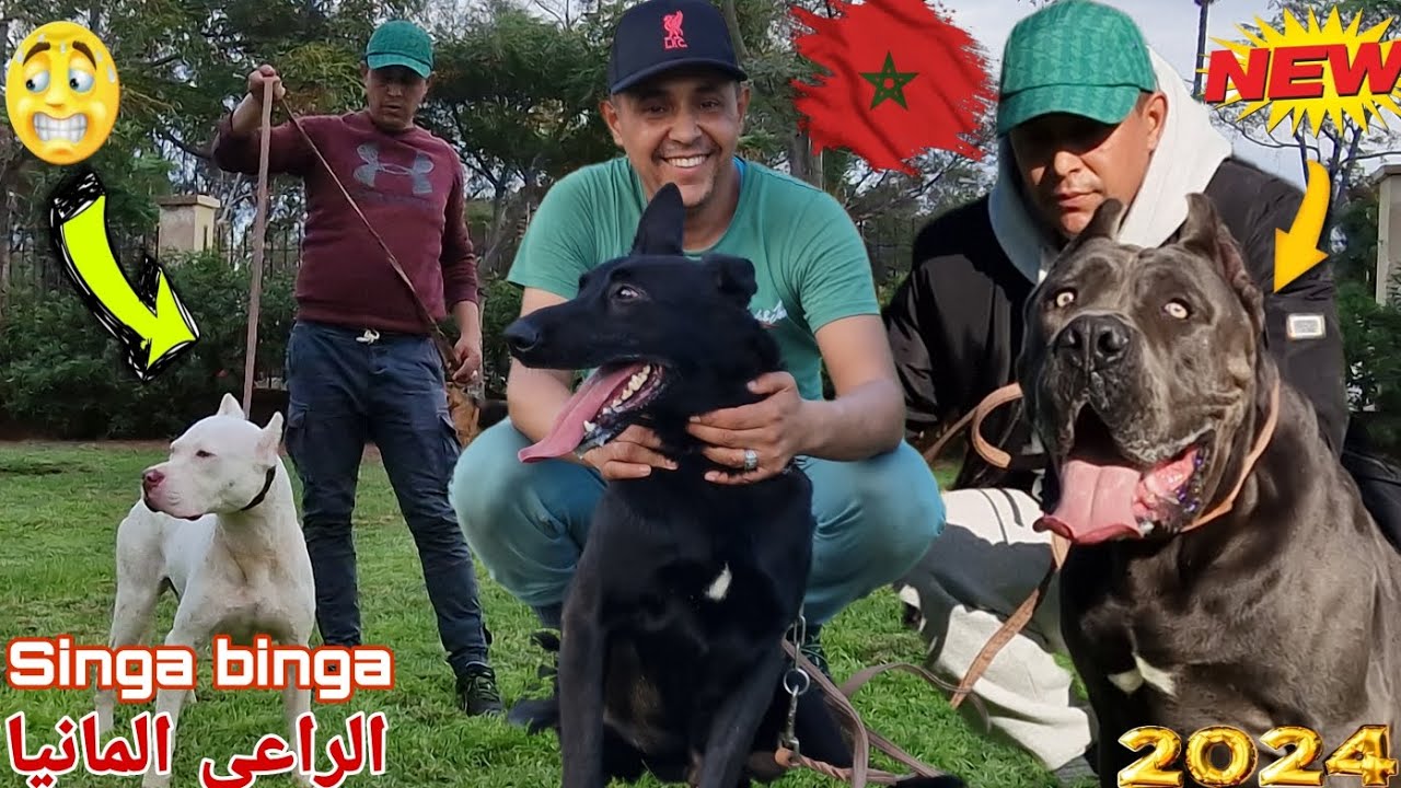 مباشرة وحصريا من سوق القريعة بالدار البيضاء 🇲🇦مع باعة جميع انواع الكلاب الحراسة وشراس مع مولوع مراد💥