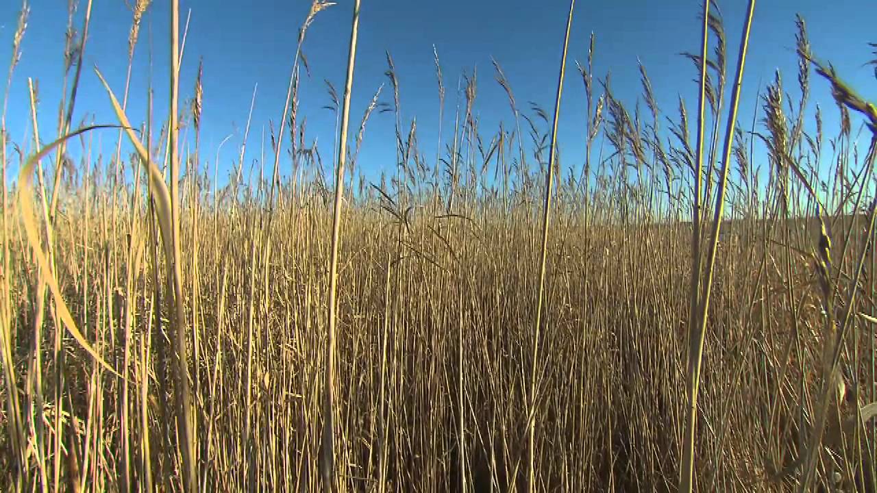 LandTV - 'Rørhøsten'
