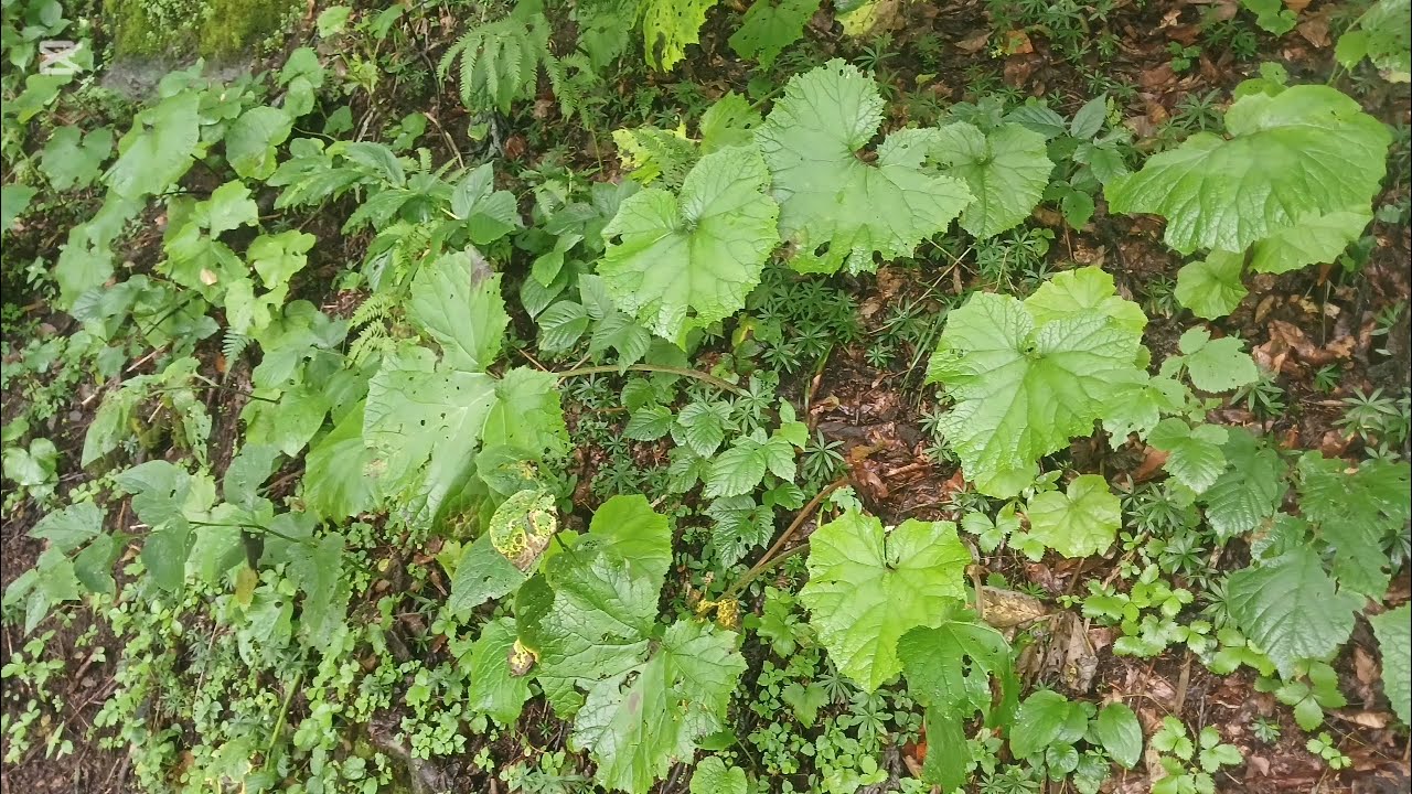 Acemkurdi Saz Semaisi-Cevdet Çağla