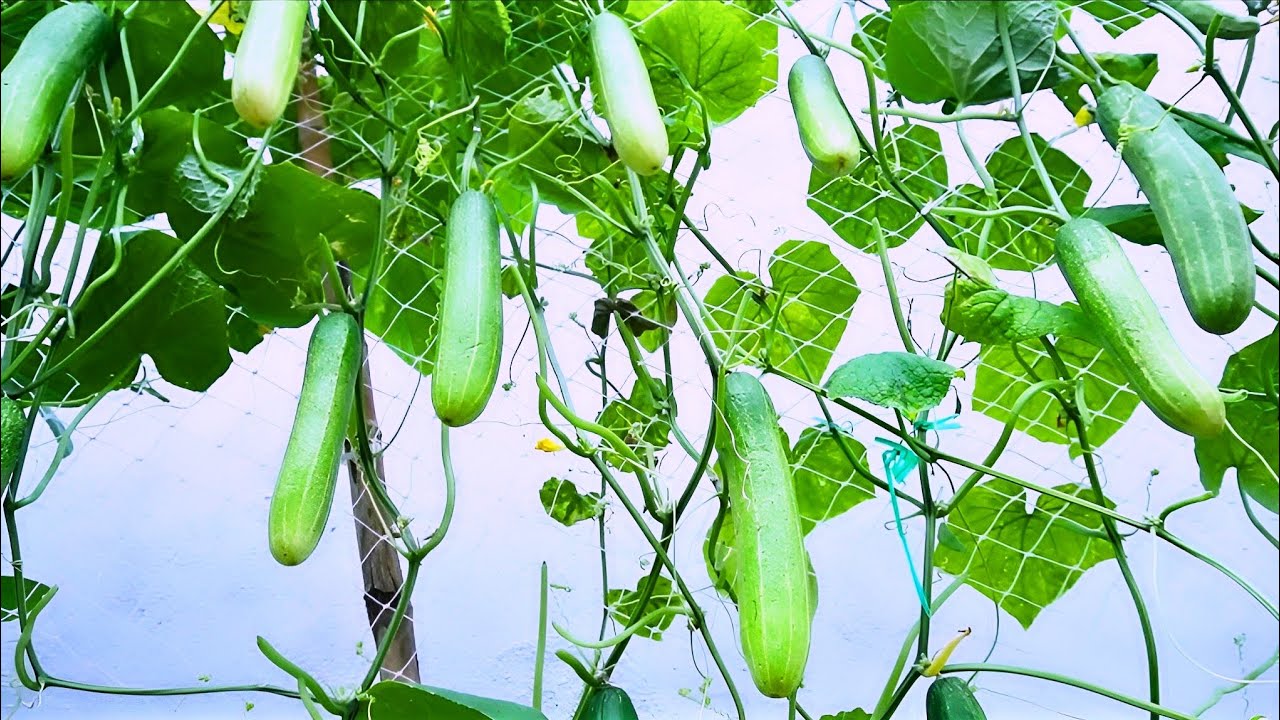 How to grow cucumbers at home #farming #cucumber #gardening