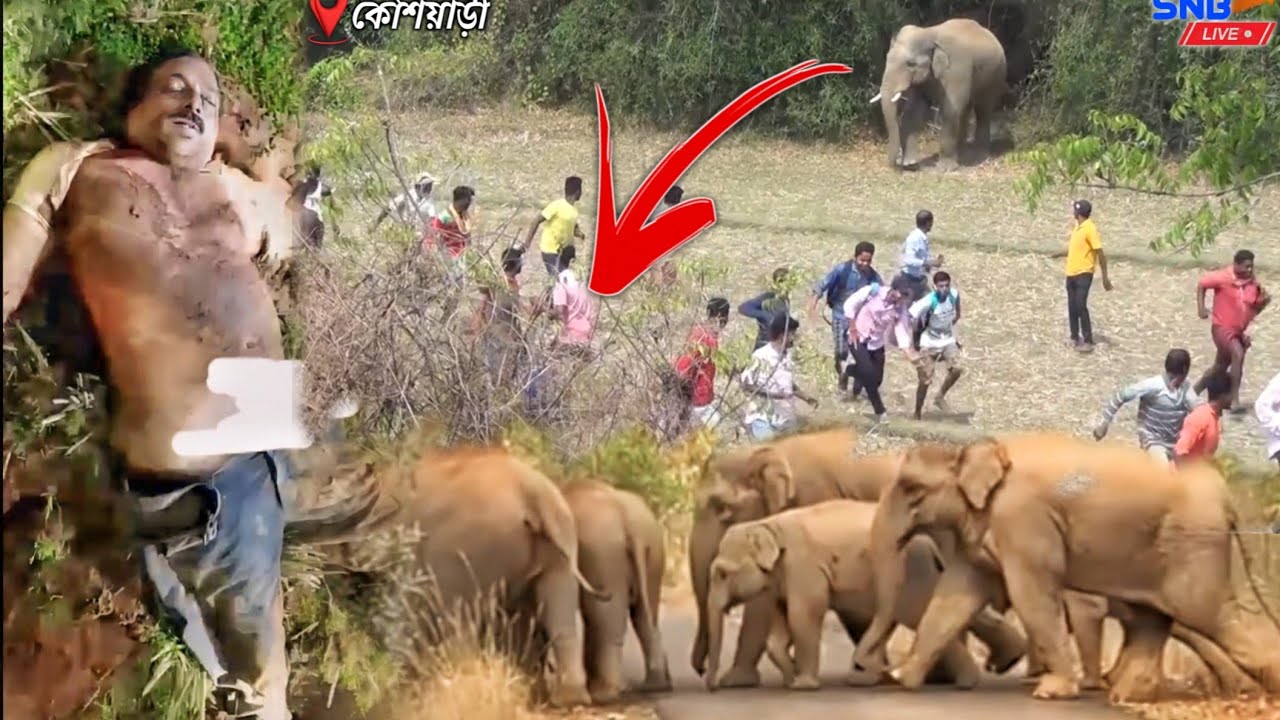 Hati ko Jomkada Tarbooz Ar mid hor  Bonga Disom