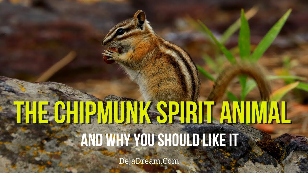 The Chipmunk Spirit Animal And Why You Should Like It