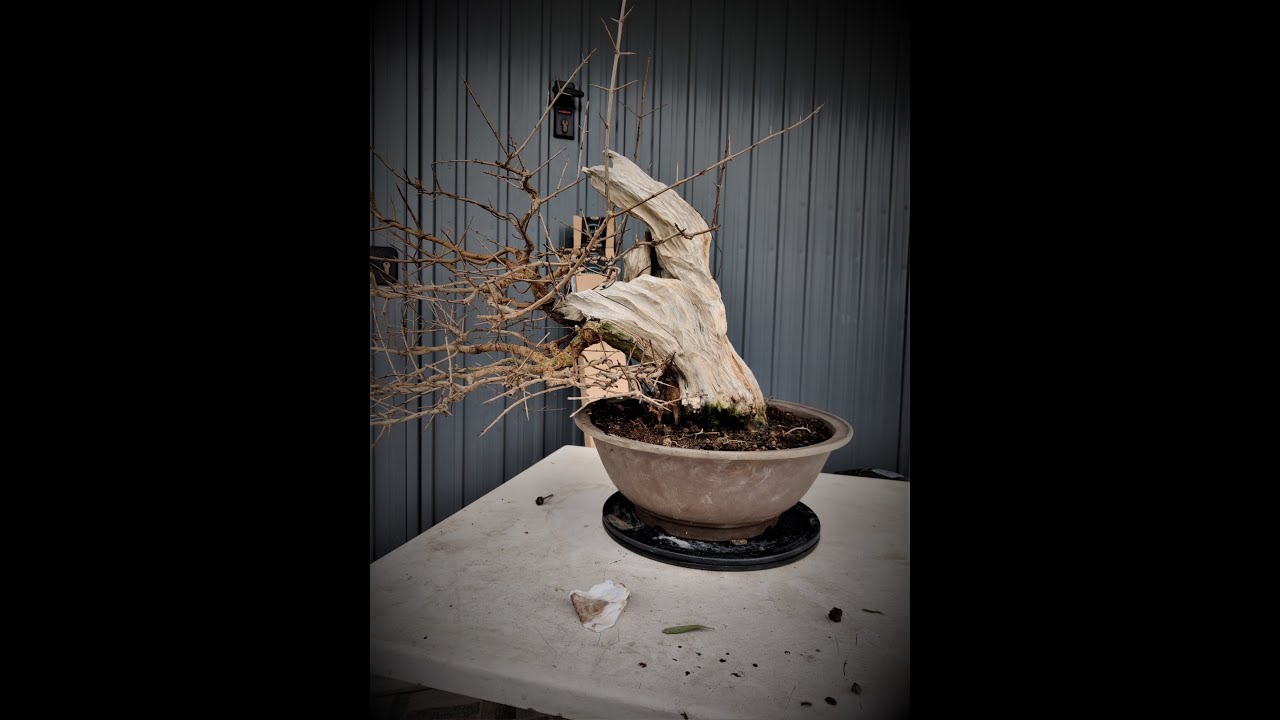 Lavorazione Secco Melograno (Carving Pomegranate Bonsai)