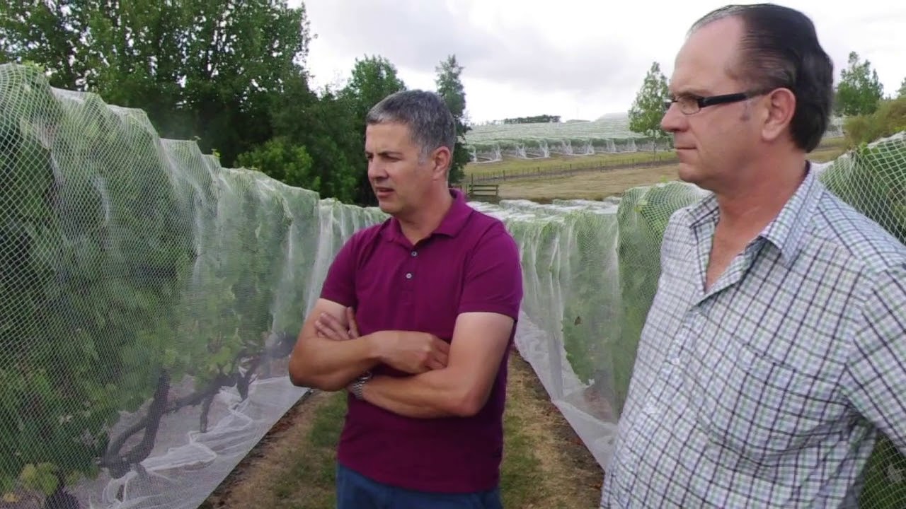 Kumeu River: New Zealand's most famous Chardonnay producer