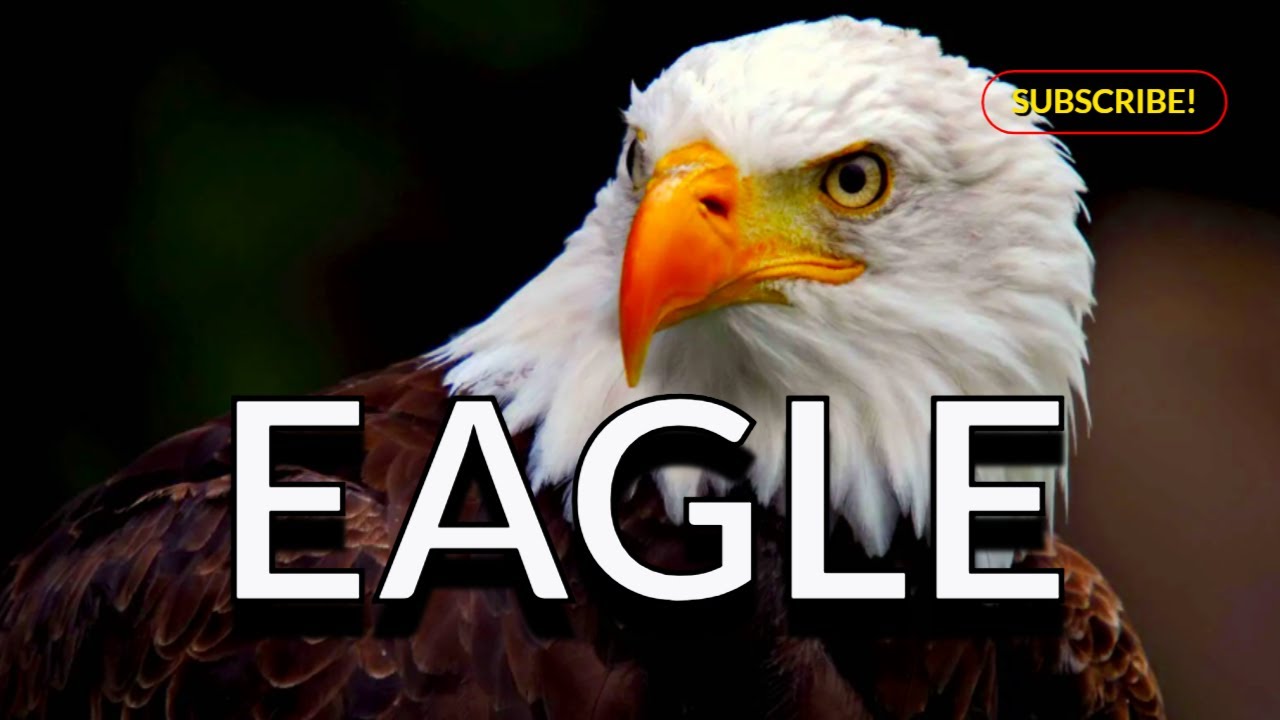 Amazing Eagle Facts You Didn't Know!
