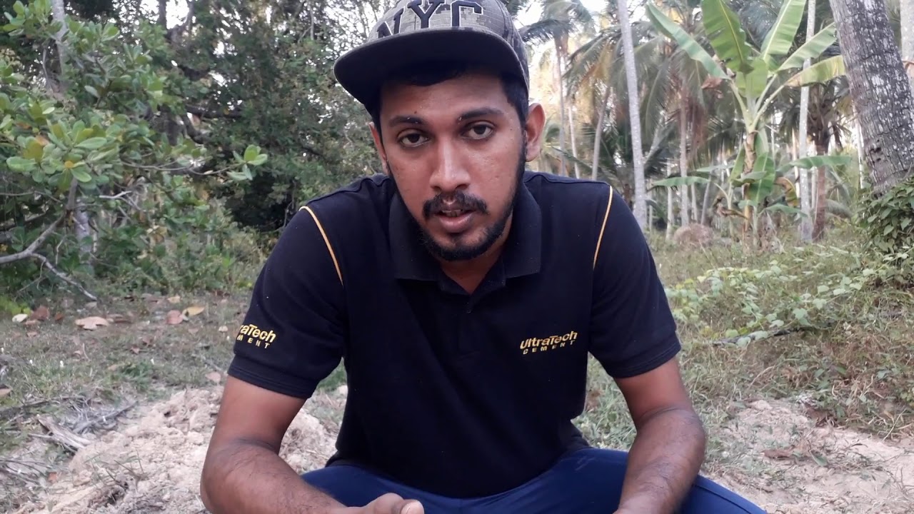 ඉගුරු වගාවට බිම සකස් කිරීම පස ජීවානුහරනය පාත්ති සෑදීම මූලික පොහොර යෙදීමPreparation disinfection soil