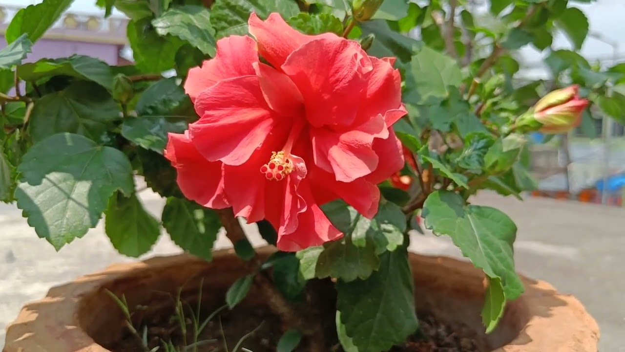 We have some variety of Hibiscus 🌺 flowers.