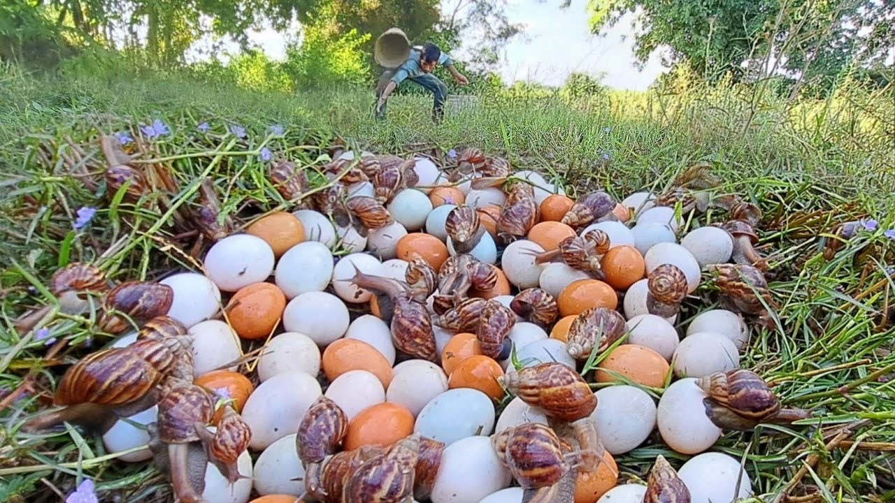 OMG HAND UNIQUE!  Pick a lot of duck eggs near the mouth of a man.