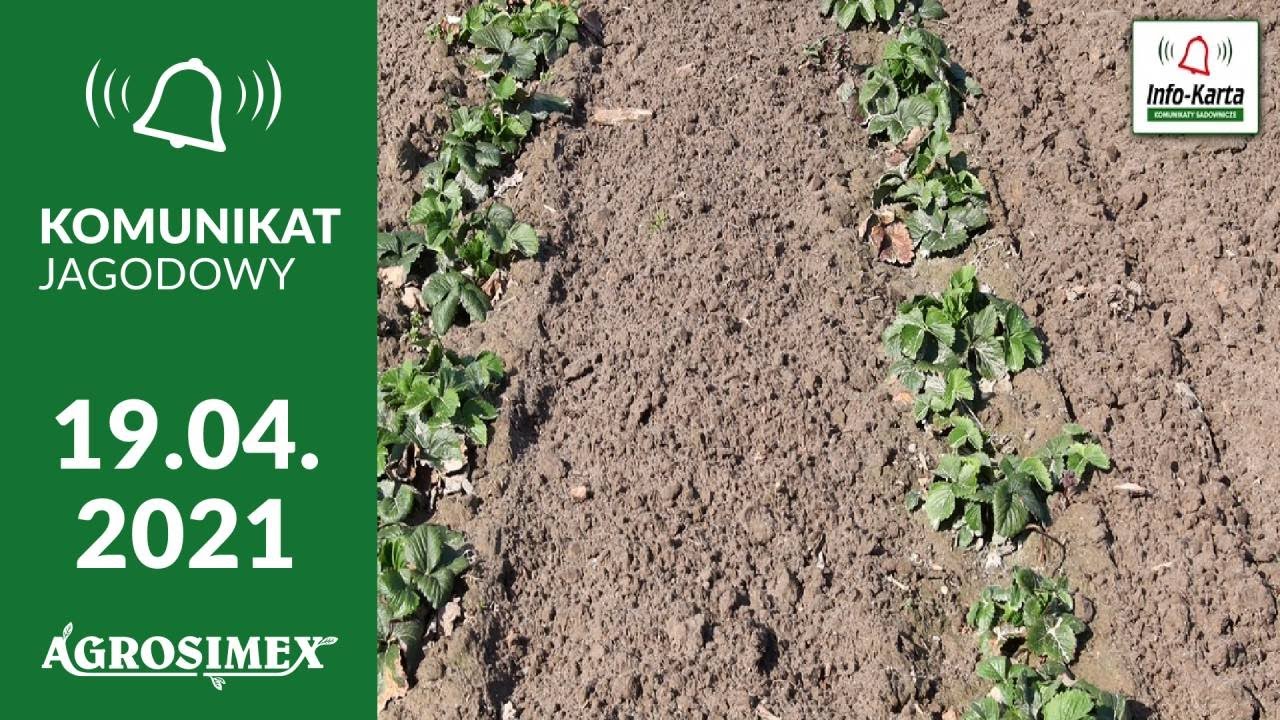 Ochrona i nawożenie truskawek na wiosnę - komunikat jagodowy | Agrosimex