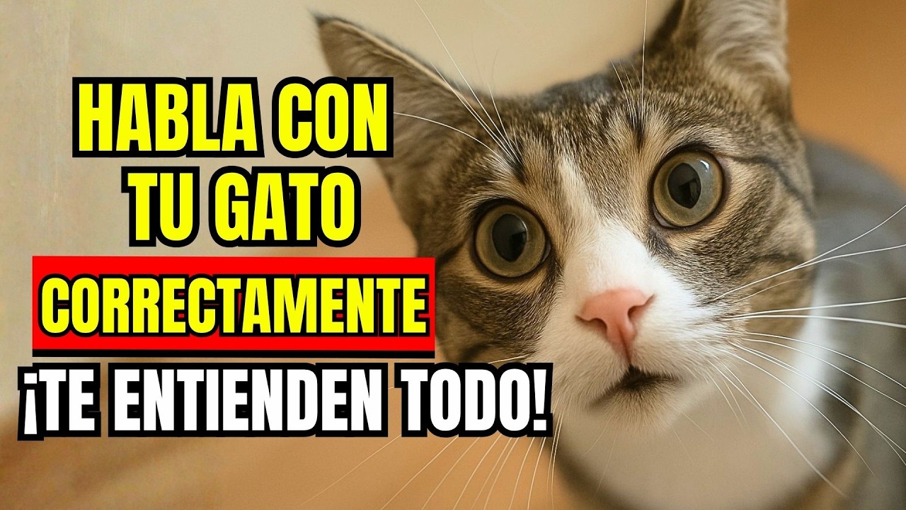 Cómo hablarle CORRECTAMENTE a un gato para que te ENTIENDA