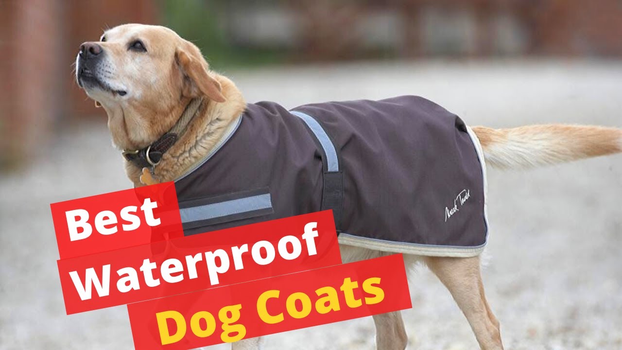 5 Best Water-proof Dog Coats with Chest Protection