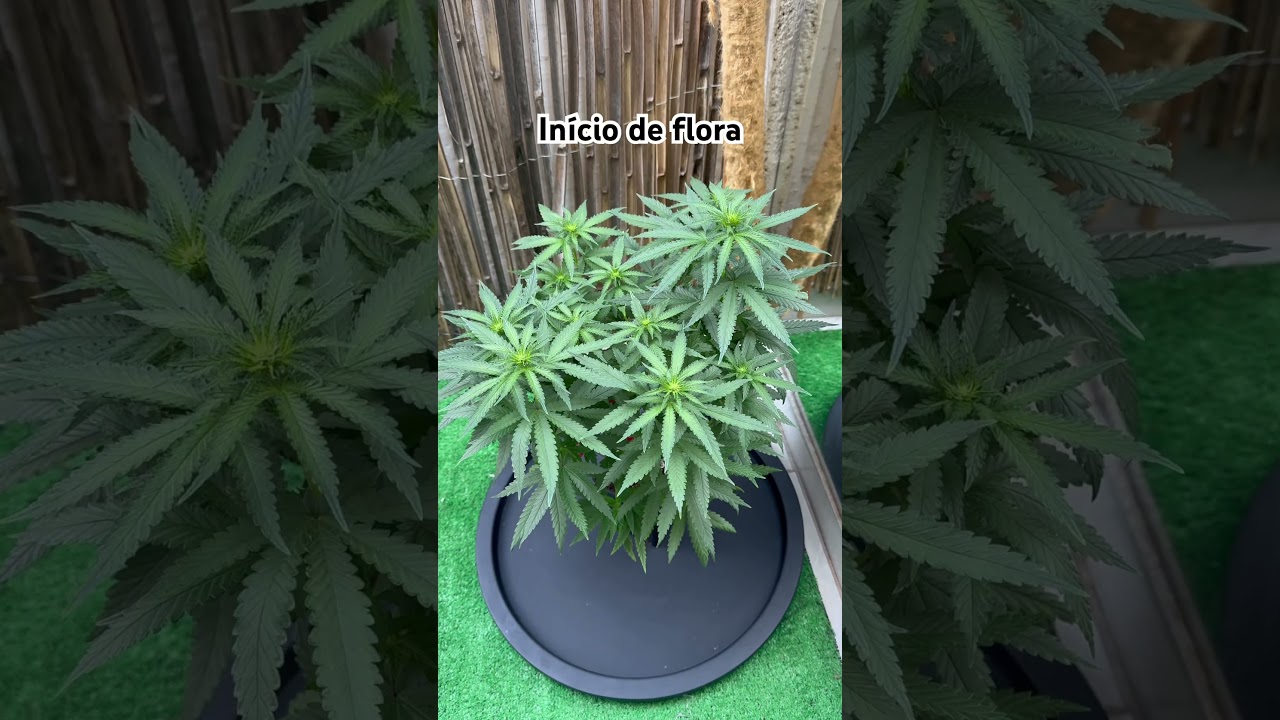 Inicio de flora 🍀