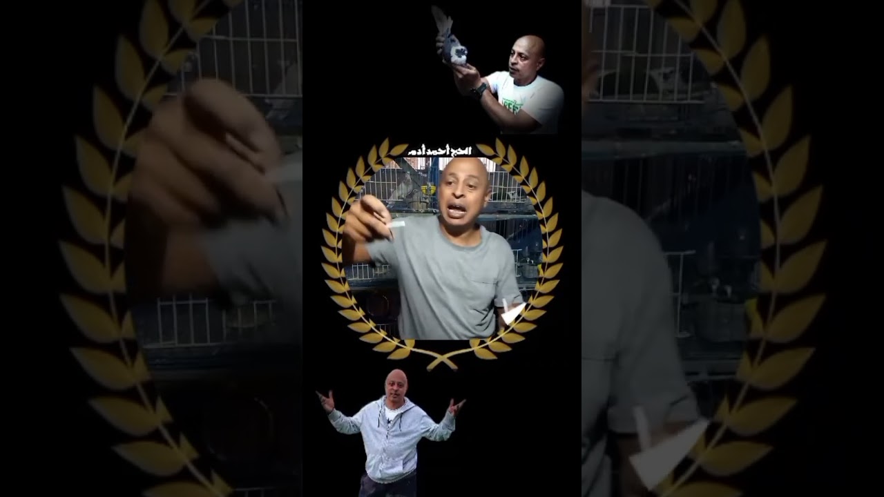 علاج التهاب العين لفرد الحمام 👌❤️ 