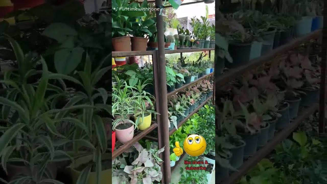 Nursery Visit Comming Soon..#gardening #nursery #nurseryvisit #shots#Lucknow