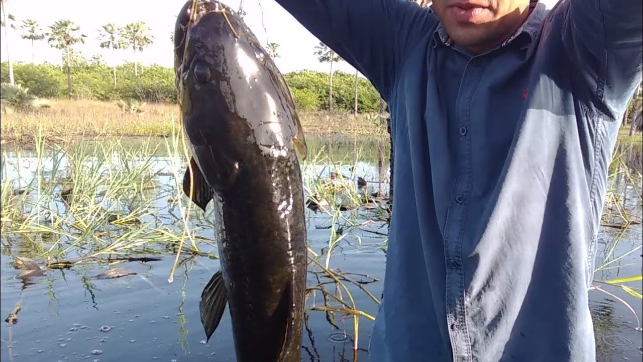 PESCARIA DE TRAÍRAS COM BOIAS 2020, Pesca Artesanal Fishing