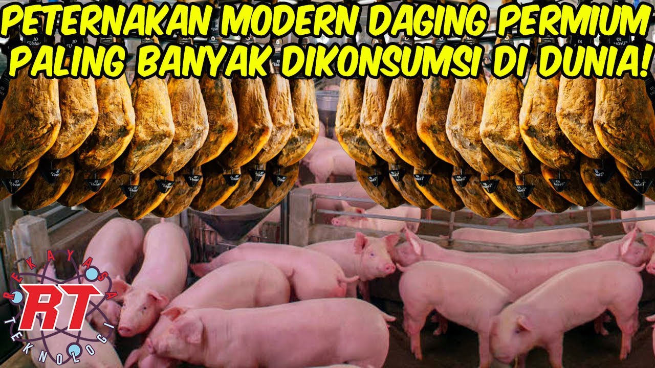 TEKNOLOGI VS TRADISI RAHASIA PRODUKSI DAGING BABI PALING POPULER DI DUNIA BAIK BELANDA DAN SPANYOL