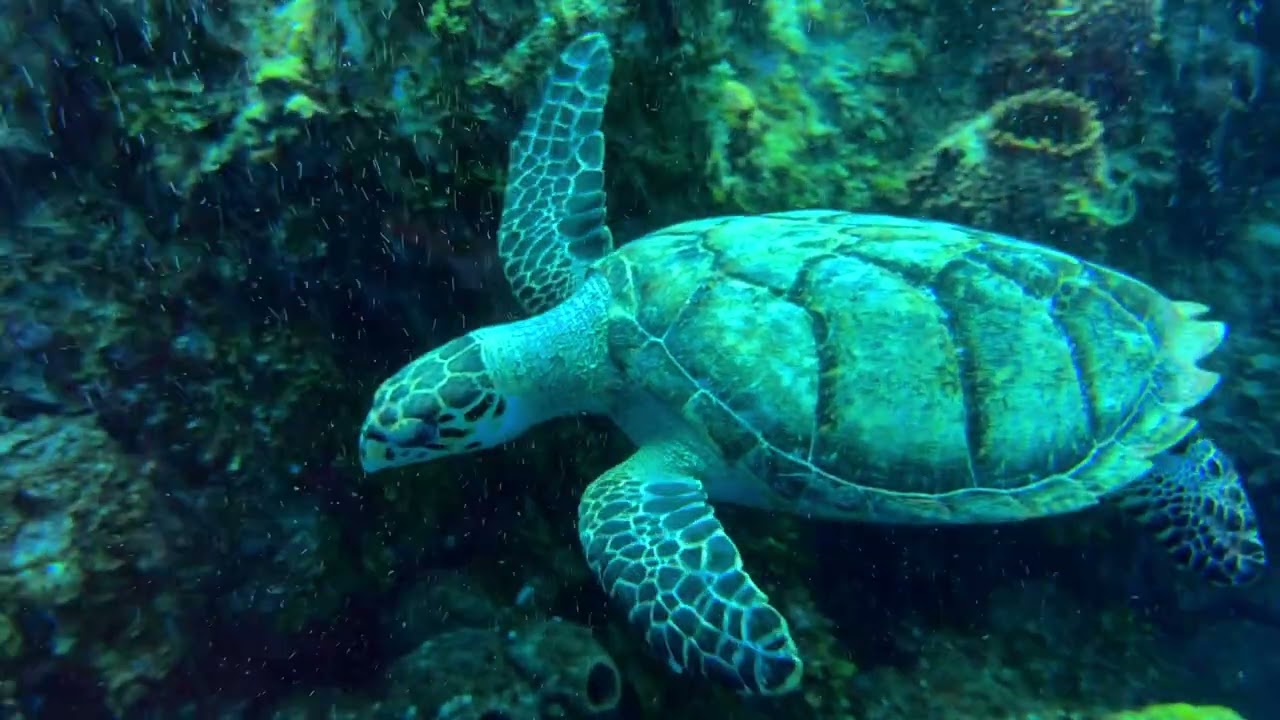 Turks and Caicos Explorer II - Explorer Ventures Video