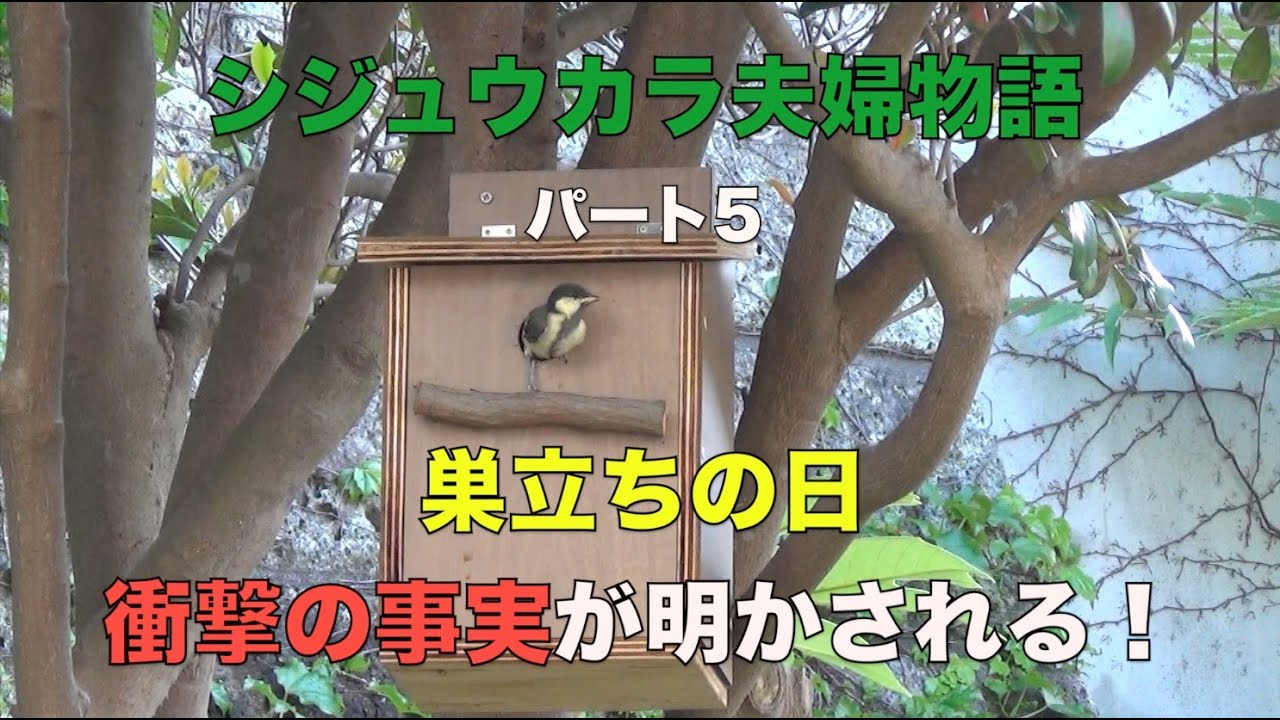 Japanese tit leave their nests. シジュウカラの子育て。巣立ちと衝撃的事実発覚
