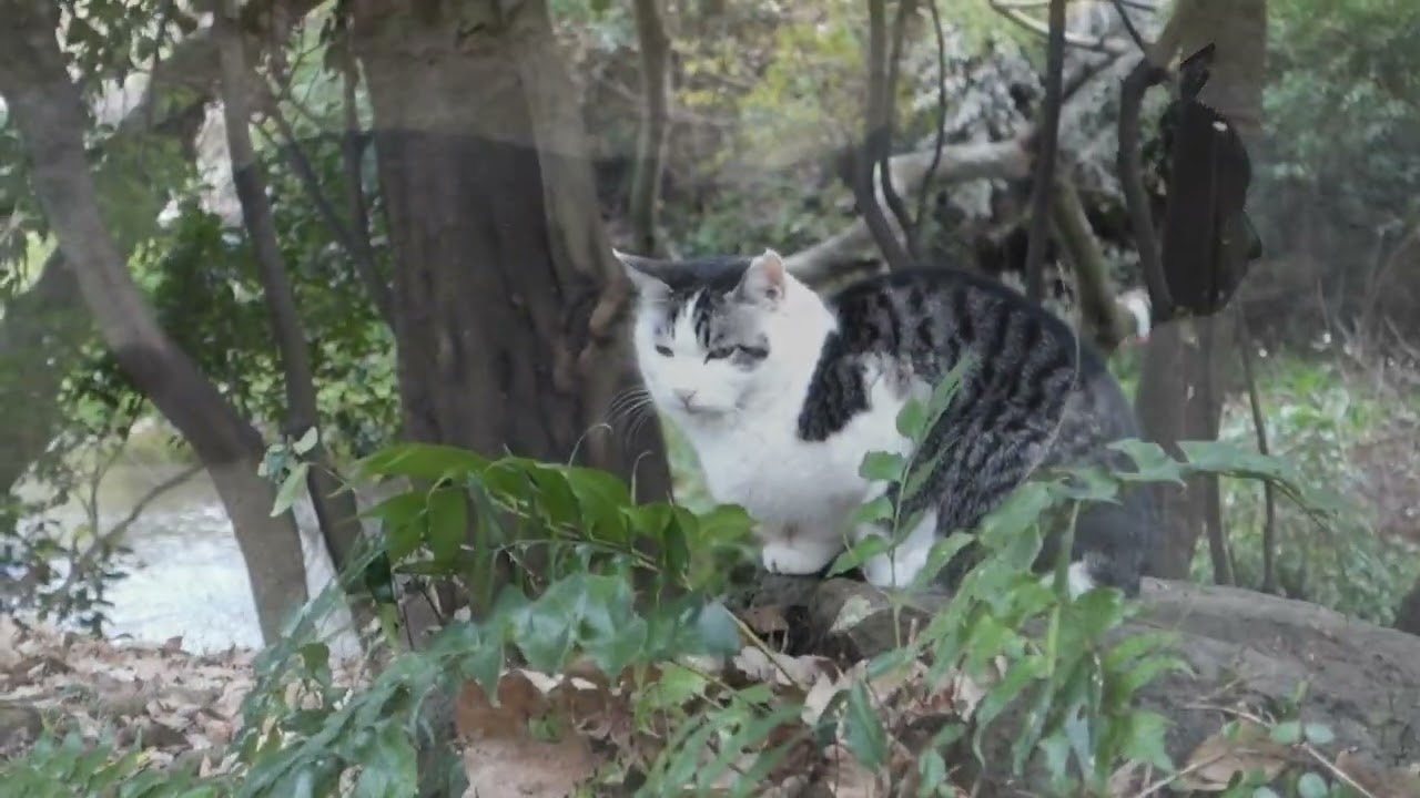 【Cat Video】 meowmeow Happy #cat  #cats  #cute