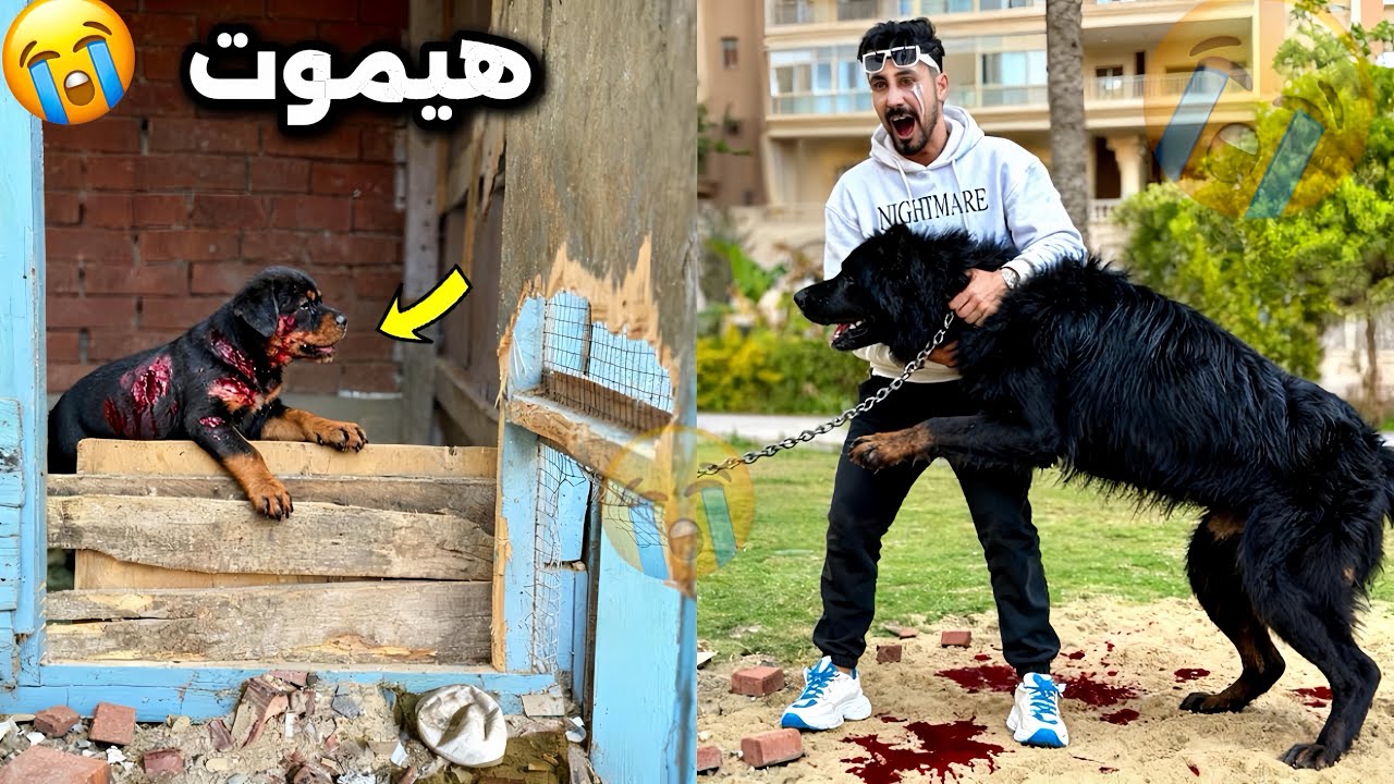 كلبتي شكلاته هجمت علي الجرو الجديد وعضيته😭