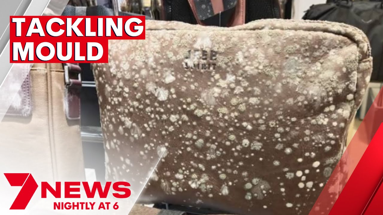 Mould tips from infectious disease expert, and how to remove mould | 7NEWS
