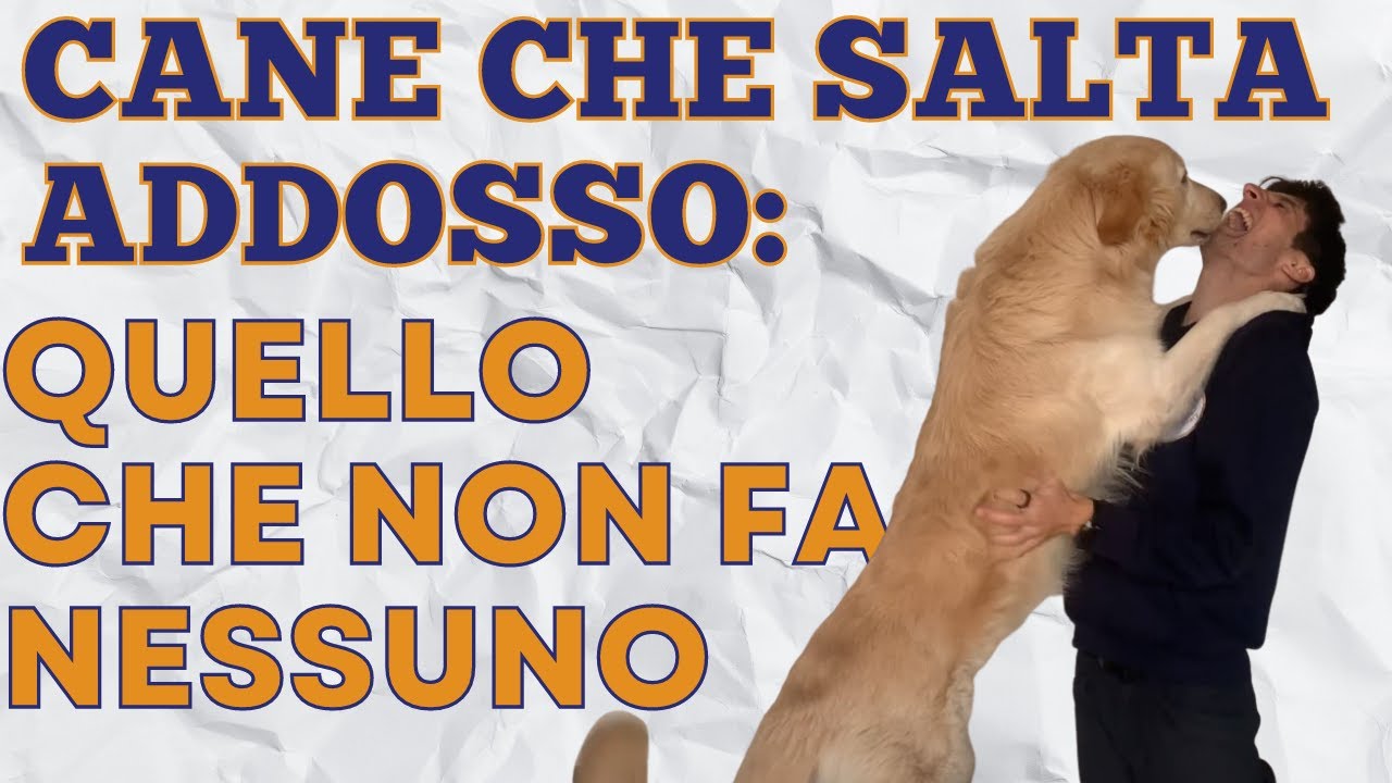 Come far smettere al cane di saltare addosso? C’È UNA SOLUZIONE ALTERNATIVA…