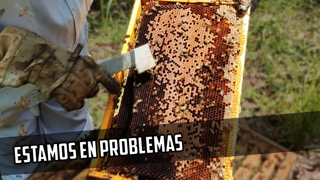 Así se ven Cuando las Abejas están enfermas de Varroa  🐝
