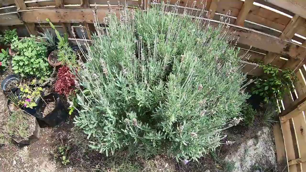 PODANDO MI LAVANDA / PASO A PASO
