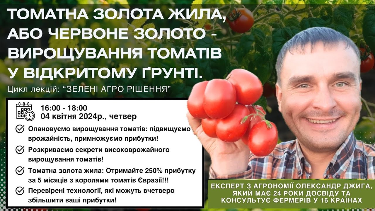 Томатна золота жила, або червоне золото - Вирощування томатів у відкритому ґрунті.