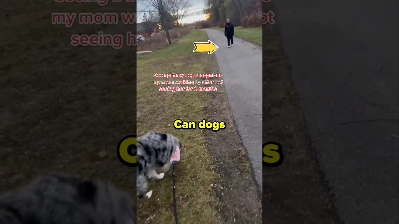Can Dogs Really Remember Their Owners After Months Apart? 🤔
