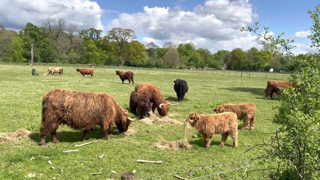 Highland cow in Pollok Country Park 🏴󠁧󠁢󠁳󠁣󠁴󠁿 蘇格蘭高地牛 Highland Coo 🐂