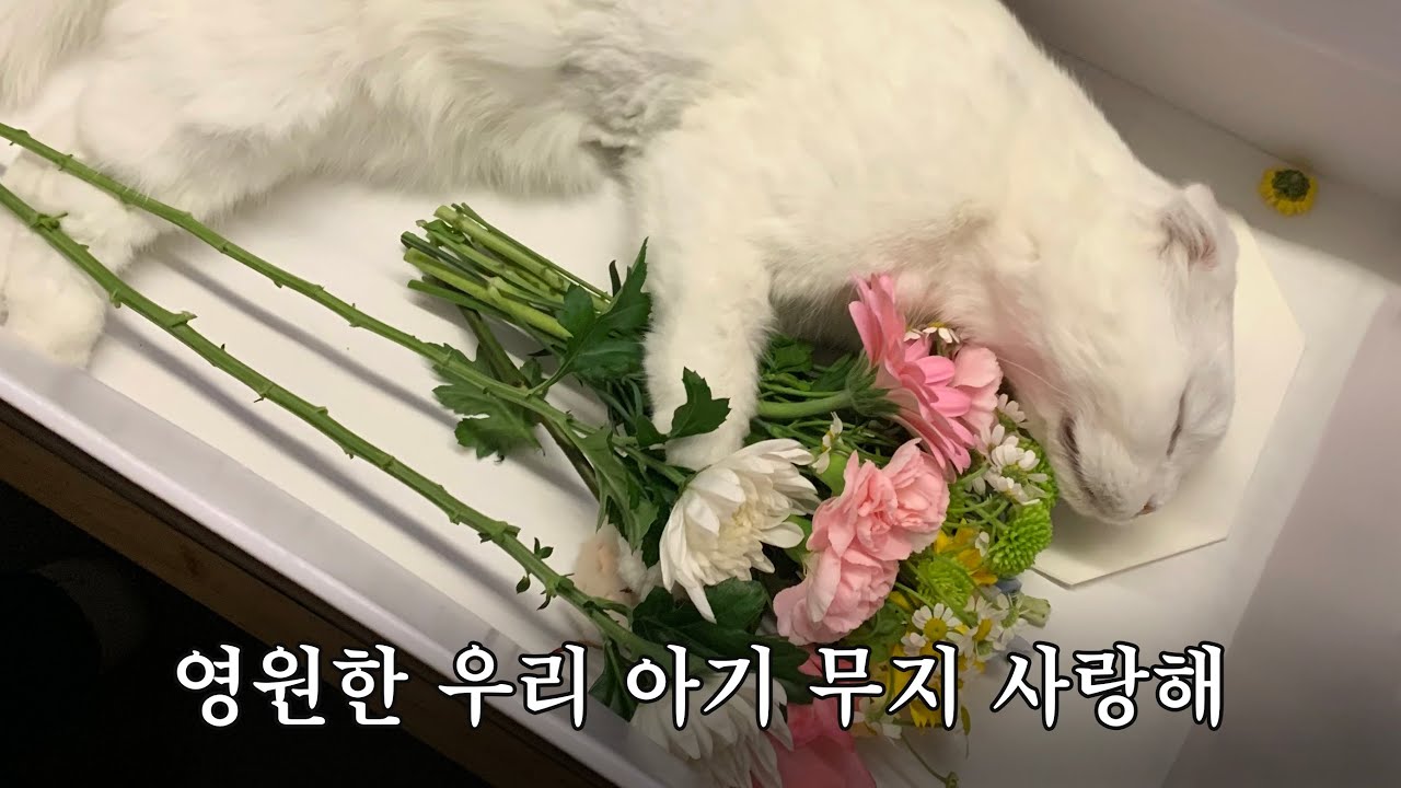 사랑스런 우리 첫째, 영원한 아기 무지야.. 보고싶을거야 사랑해