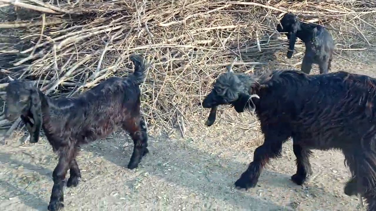 Little DDP goats babies
