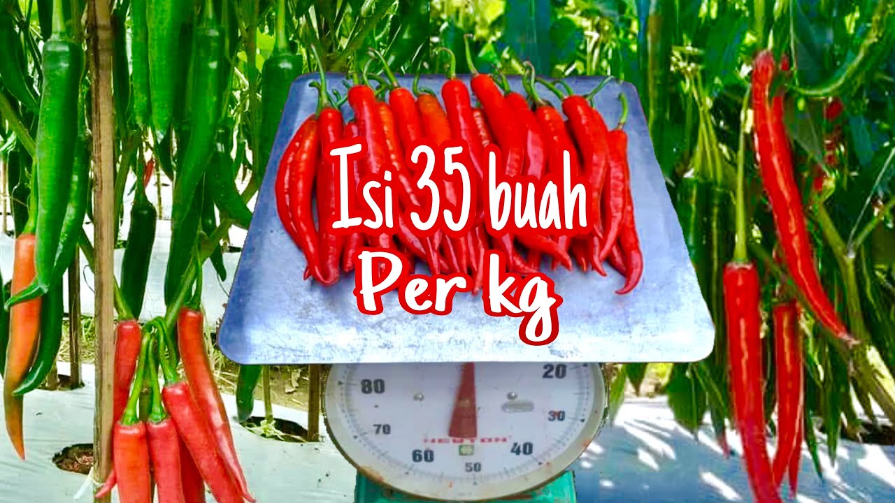 Menanam Cabe merah besar berbuah lebat dan buahnya banyak