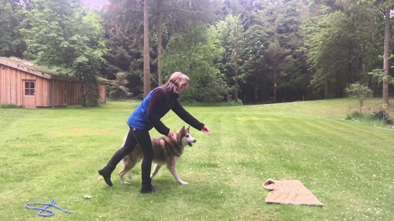Basis training hond plaats sturen