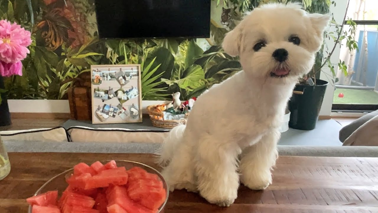 FLUFFY MALTESE PUPPY EATING WATERMELON  🐶 (and what should he not eat?)