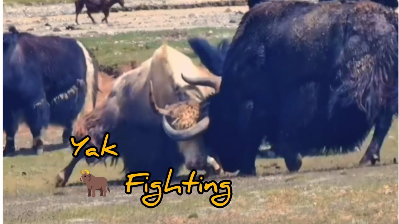 Yak Fight in the Mountain | Wild Yak Battle | Extreme Mountain Wildlife Clash |Fight Footage
