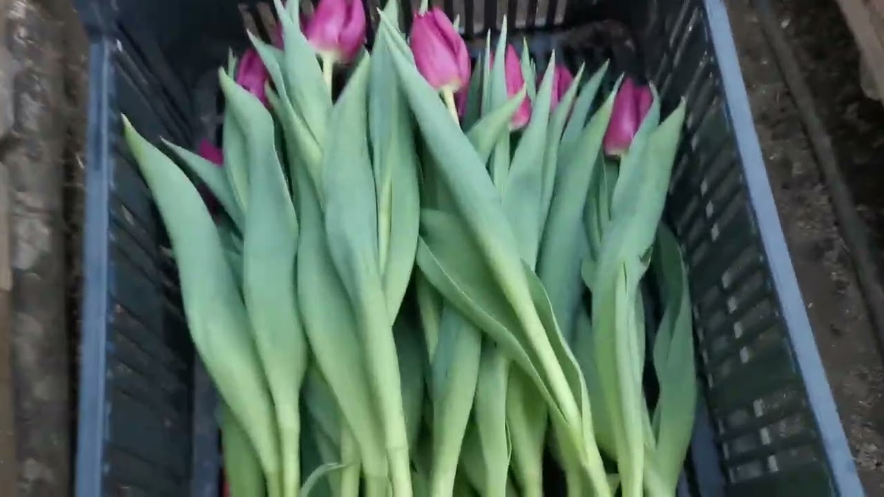 Вы гонка тюльпанов, это адский труд 🥰 🥰 🥰 🥰 🥰. 