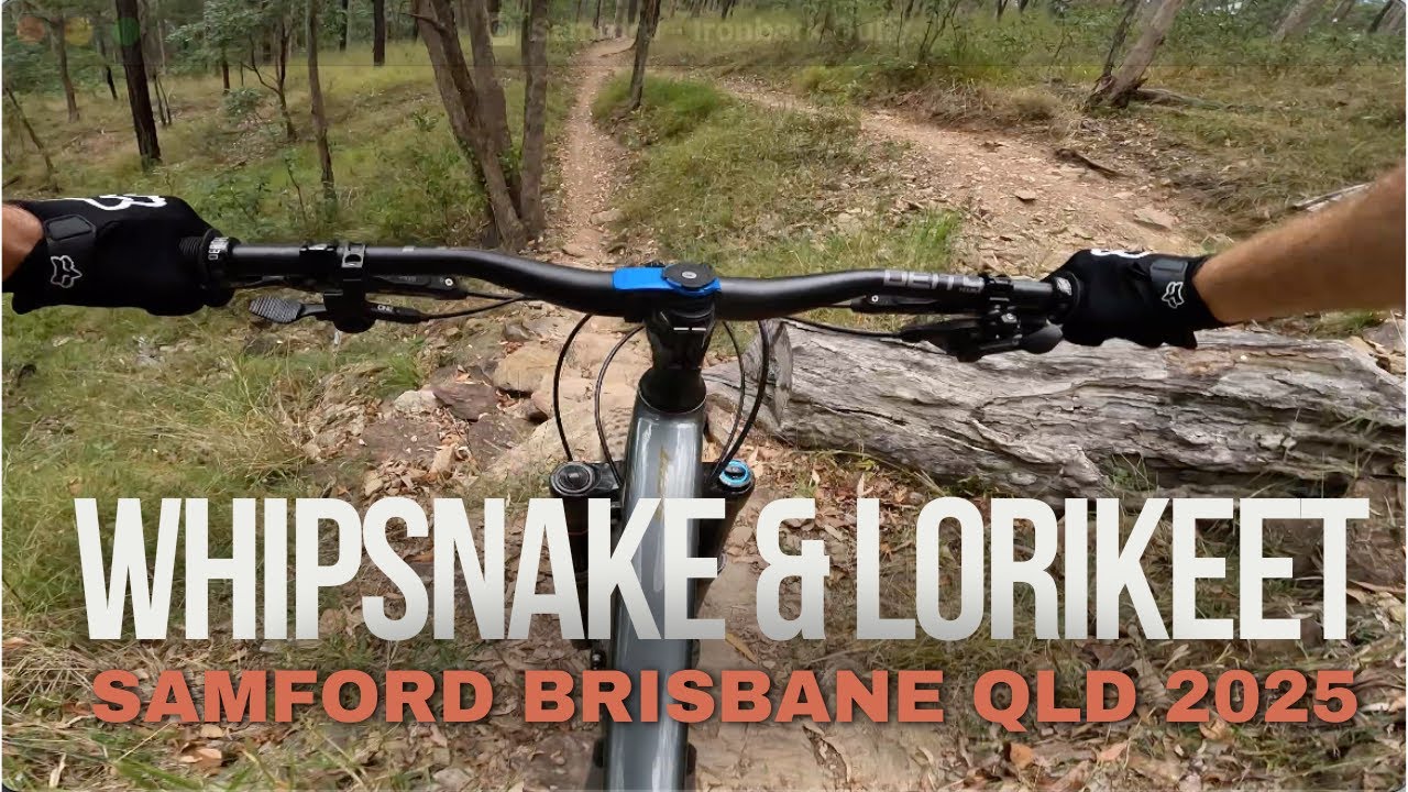 Whipsnake and Refreshed Ballbuster! Ironbark Gully (Samford) Brisbane 2025