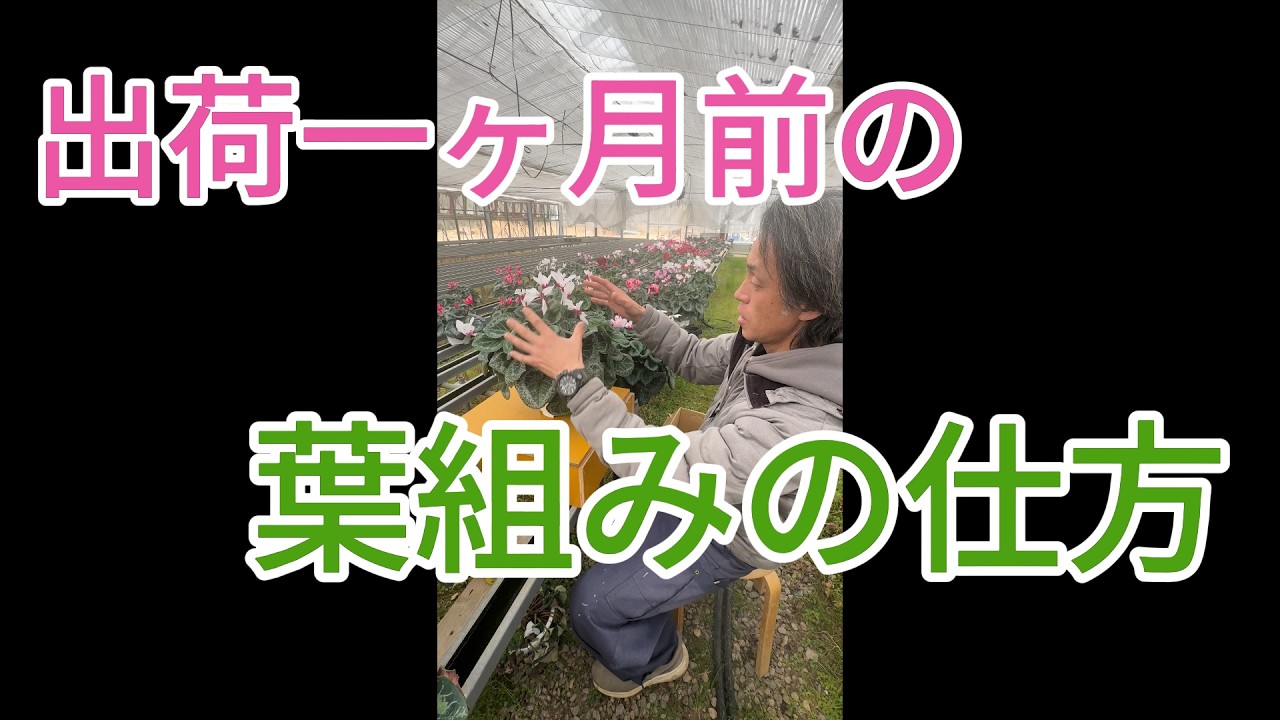 パートさんの教材用記録動画です #シクラメン #増田園芸 #葉組み