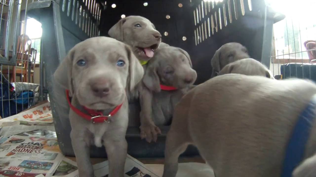 Weimaraner puppies four weeks old. Cutest puppy video EVER!!!