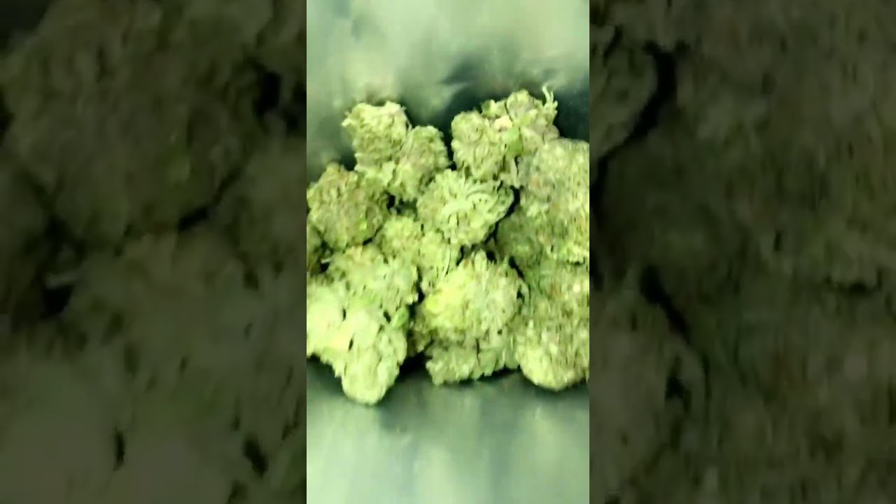 Alien OG 👽🛸