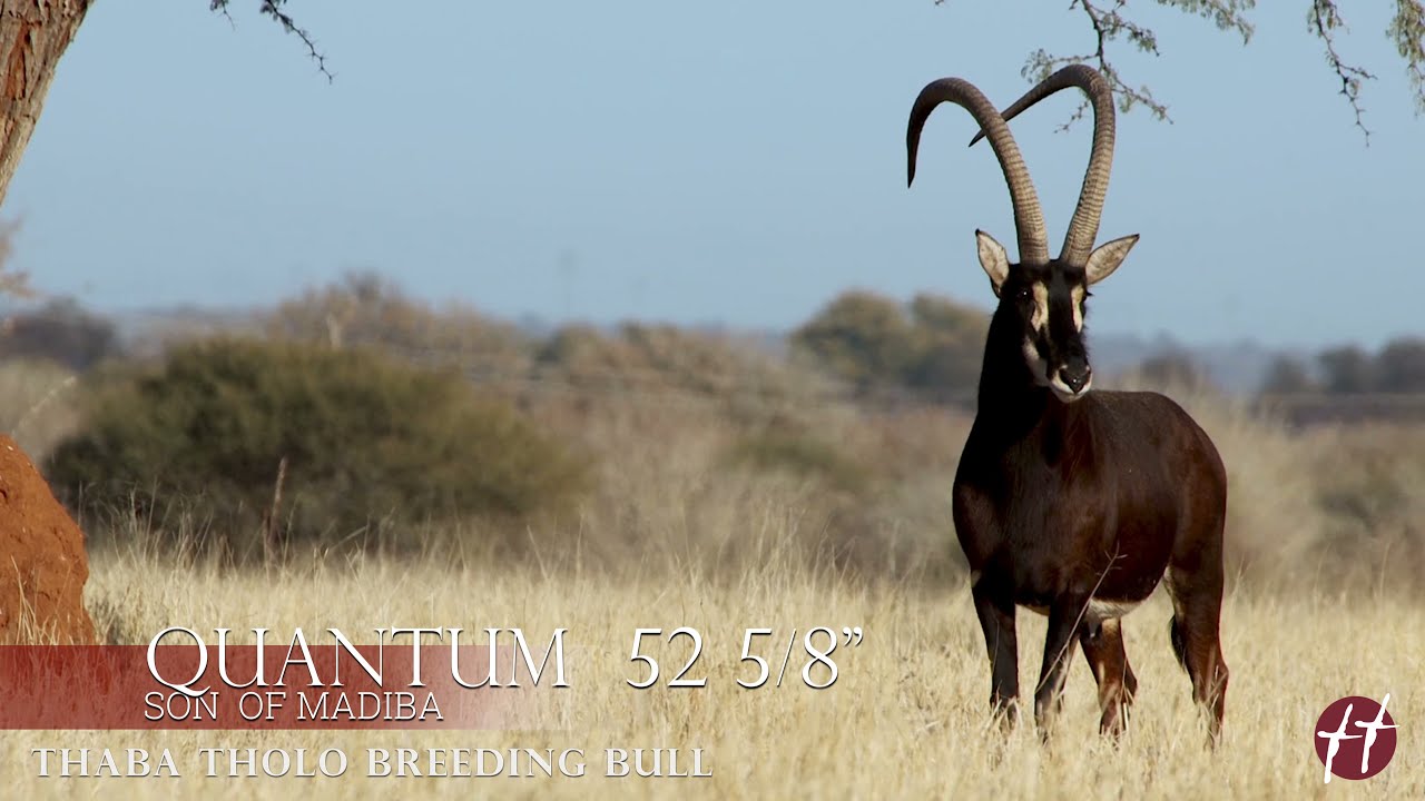 Thaba Tholo Game Farm - Zambian Sable Breeding Bull 52 5/8