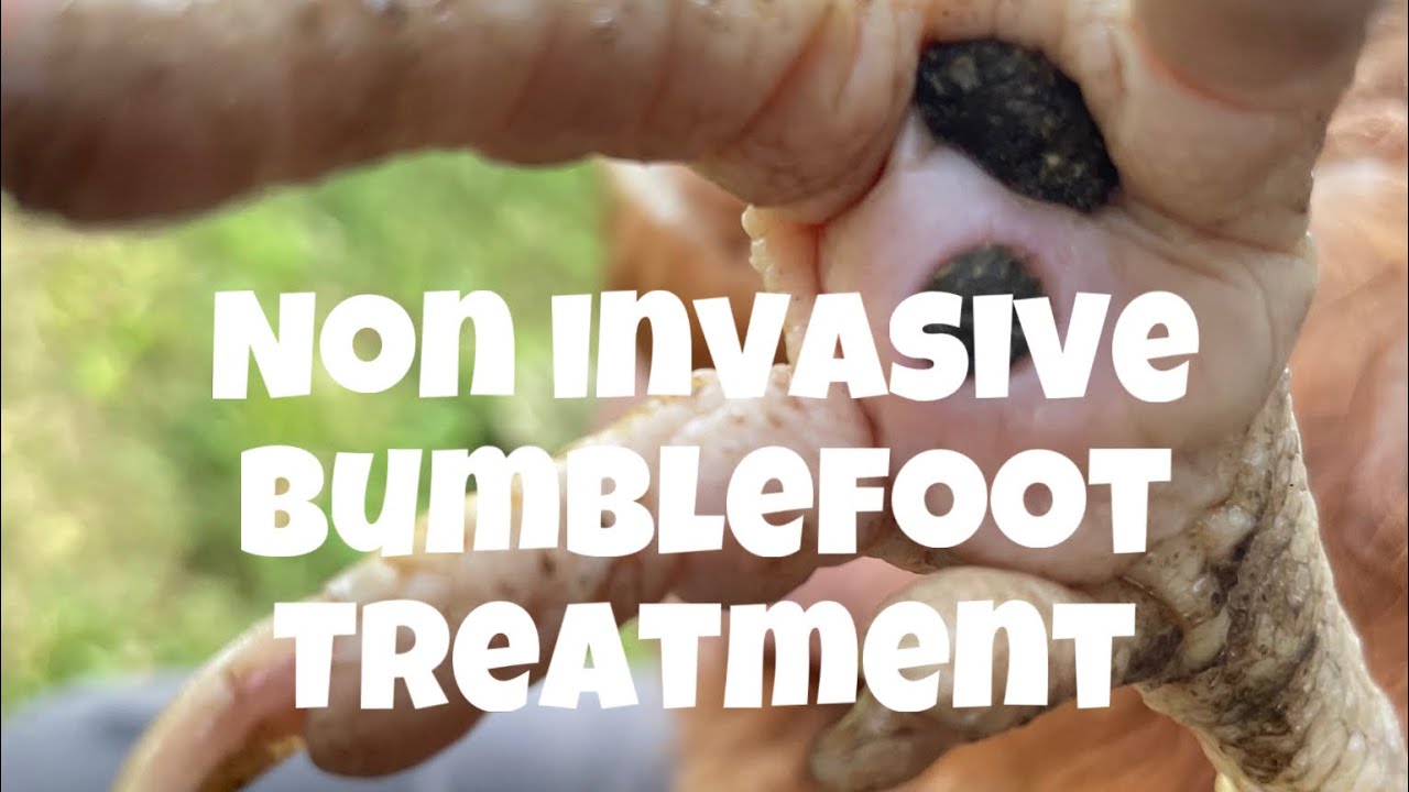 Non invasive Bumblefoot treatment.